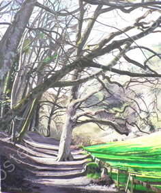 Through the Woods